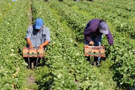 farm worker